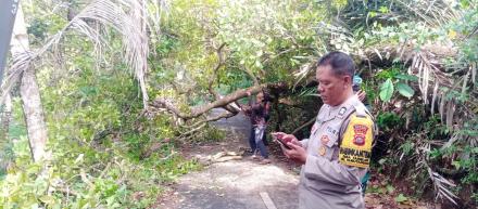Bencana Alam Pohon Tumbang yang terjadi di Banjar Dinas Kaja Kangin,Desa Tamblang